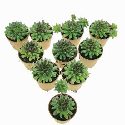 Sempervivum tectorum cv. Oddity 10 pcs - Giromagi