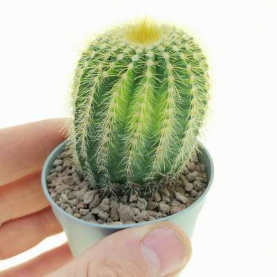 Notocactus warasii f. variegata