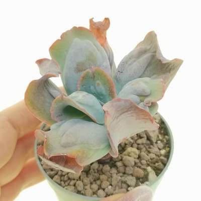Echeveria 'Culibra'