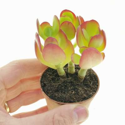 Crassula ovata
