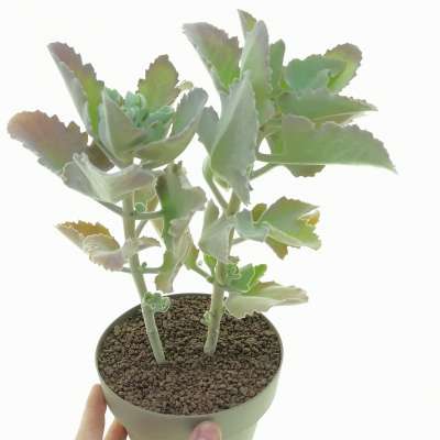Kalanchoe beharensis 'Velvet Leaft'