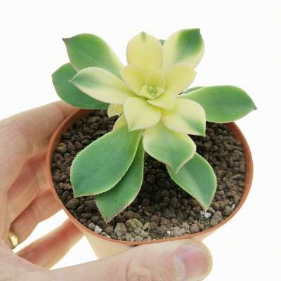 Aeonium haworthii 'Kiwii'