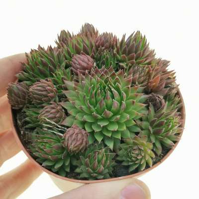 Sempervivum globiferum subs. hirtum