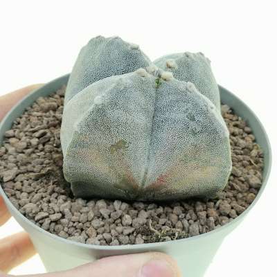 Astrophytum myriostigma var. quadricostatum f. variegata