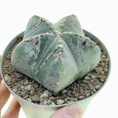 Astrophytum myriostigma cv. Milky Way