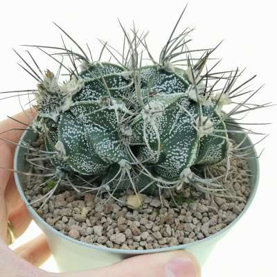 Astrophytum capricorne f. prolifera dicotomica