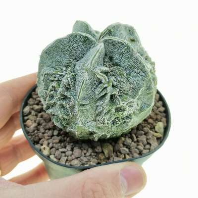 Astrophytum myriostigma cv. Fukuryu (type b) Haku-jo