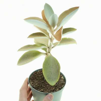Kalanchoe orgyalis