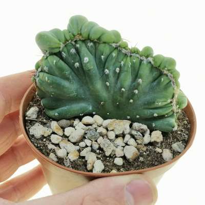 Cereus peruvianus var. coral f. mostruosa crestata