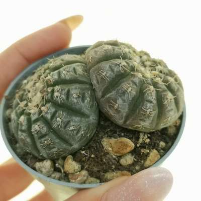 Gymnocalycium ragonesei