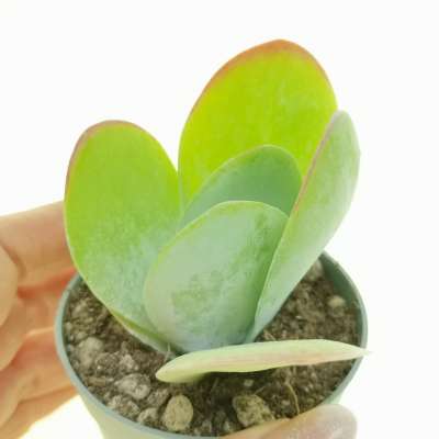 Kalanchoe luciae