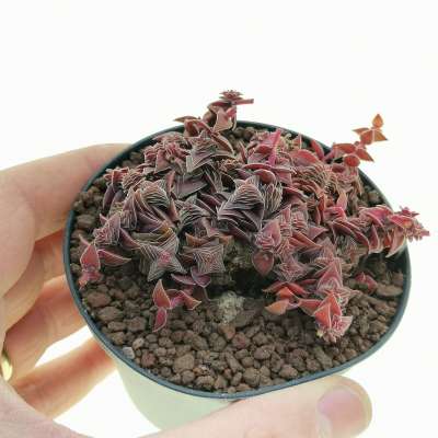 Crassula capitella subs. thyrsiflora