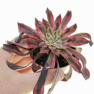 Aeonium 'Mardi Gras'