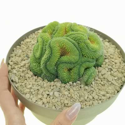 Mammillaria spinosissima cv. un pico f. crestata