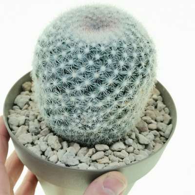 Mammillaria candida