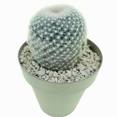Mammillaria candida - Giromagi