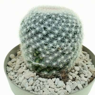 Mammillaria candida - Giromagi
