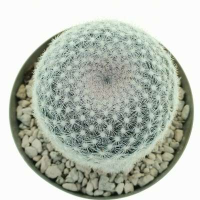 Mammillaria candida - Giromagi