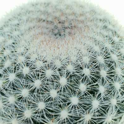 Mammillaria candida - Giromagi