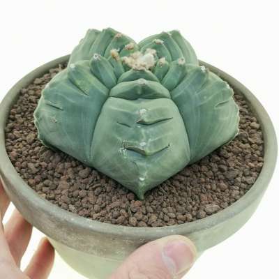 Astrophytum myriostigma cv. Kikko nudum