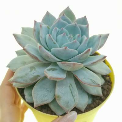 Echeveria 'Blue bird'