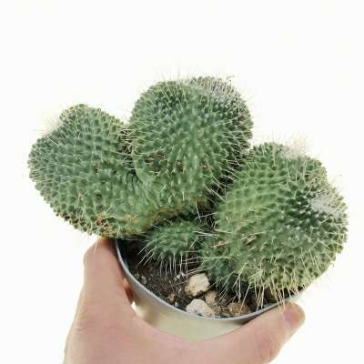 Mammillaria spinosissima cv. un pico f. mostruosa crestata