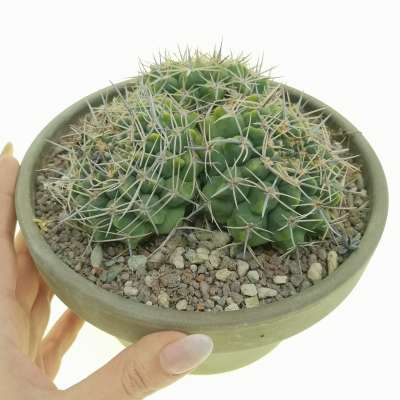 Gymnocalycium bicolor