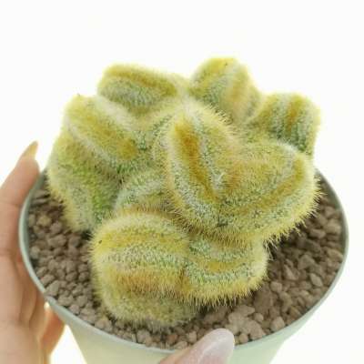 Notocactus leninghausii f. crestata