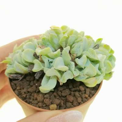 Echeveria runyonii 'Topsy Turvy' f. crestata