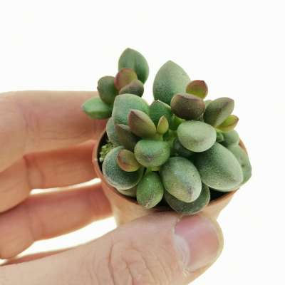 Adromischus marianae cv. Little Spheroid