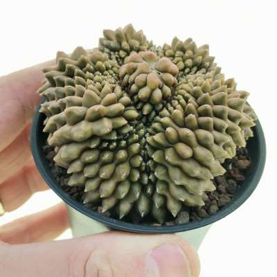 Gymnocalycium mihanovichii f. crestata inermis (Own roots)