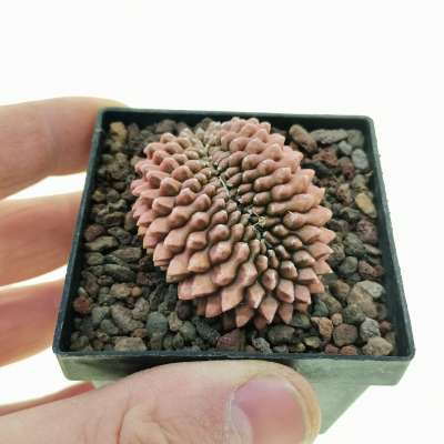 Gymnocalycium mihanovichii f. crestata inermis (Own roots)