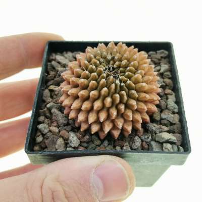 Gymnocalycium mihanovichii f. crestata inermis (Own roots)