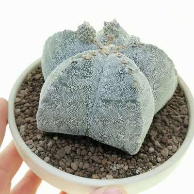 Astrophytum myriostigma var. strongylogonum