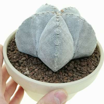 Astrophytum myriostigma cv. Onzuka v-type