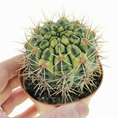 Gymnocalycium gibbosum var. nobile f. variegata