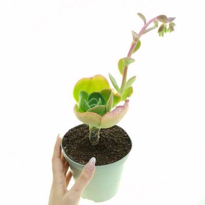 Echeveria 'Peach pride'