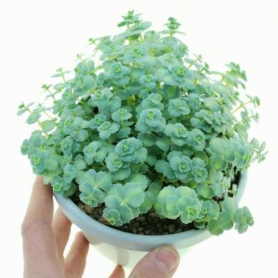 Sedum sieboldii (Teresina) f. variegata