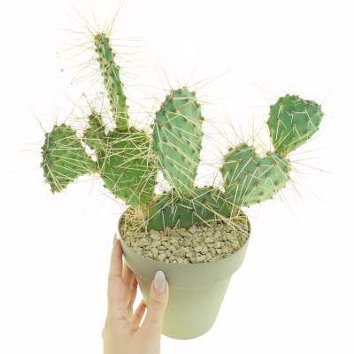 Opuntia phaeacantha