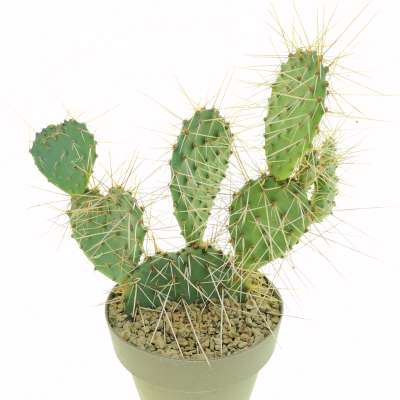 Opuntia phaeacantha - Giromagi