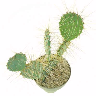 Opuntia phaeacantha - Giromagi