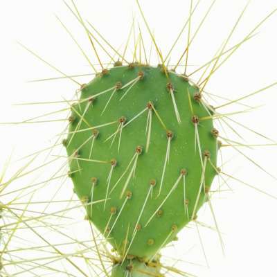 Opuntia phaeacantha - Giromagi