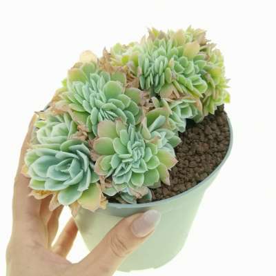 Echeveria 'Lemon Rose' f. variegata crestata