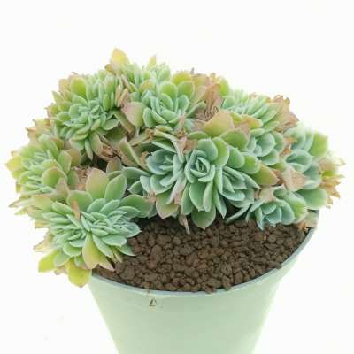 Echeveria 'Lemon Rose' f. variegata crestata - Giromagi