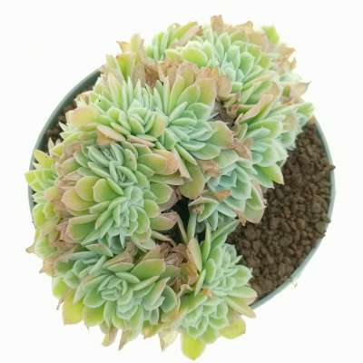 Echeveria 'Lemon Rose' f. variegata crestata - Giromagi