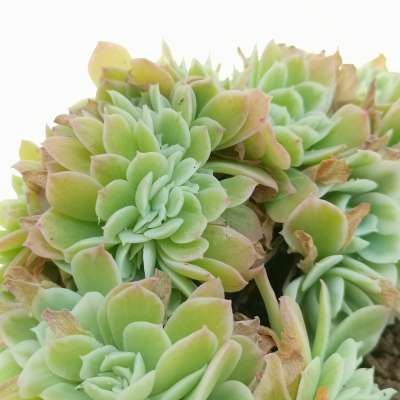 Echeveria 'Lemon Rose' f. variegata crestata - Giromagi
