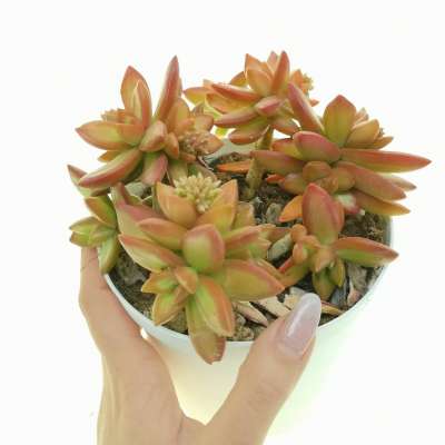 Sedum nussbaumerianum 'Orange delight'