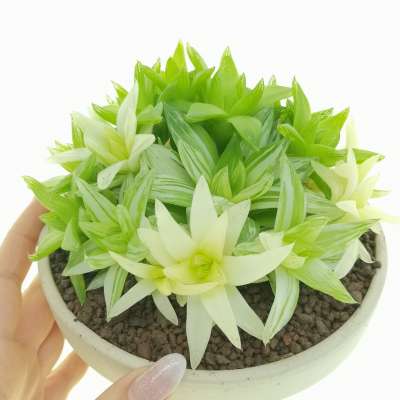 Haworthia cymbiformis variegata