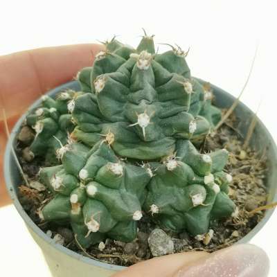 Echinocereus triglochidiatus var. mojavensis f. inermis