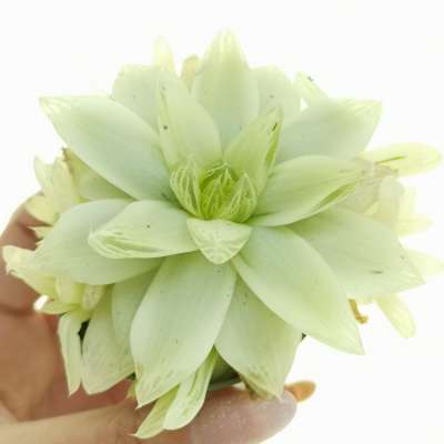 Haworthia cymbiformis variegata aurea